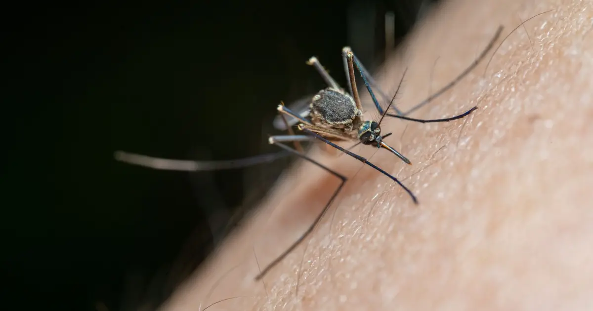 Costa Rica alerta por malaria y chikungunya importados desde Nicaragua